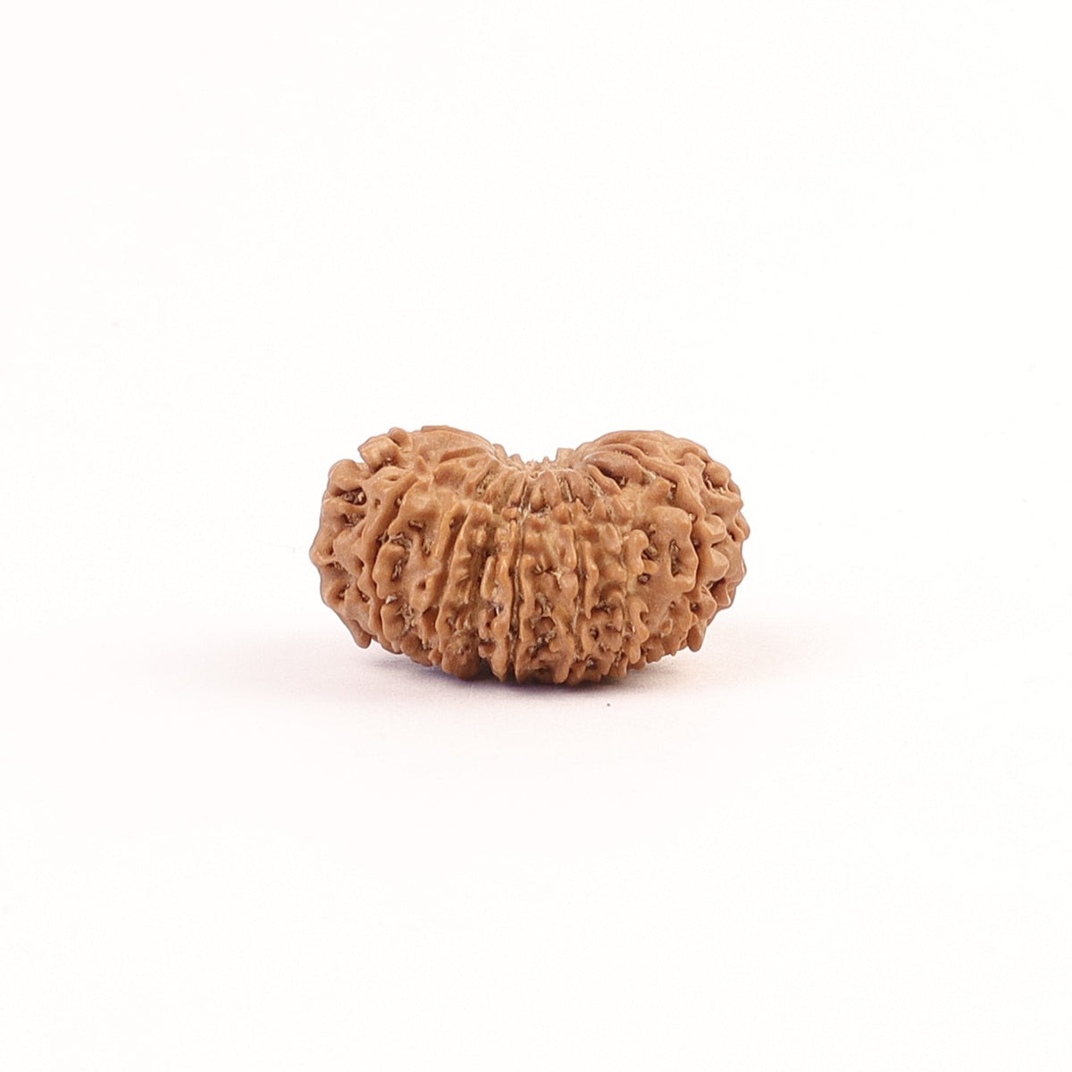 17 Mukhi Nepali Rudraksha, Rare Mukhi Bead Selected Per Order