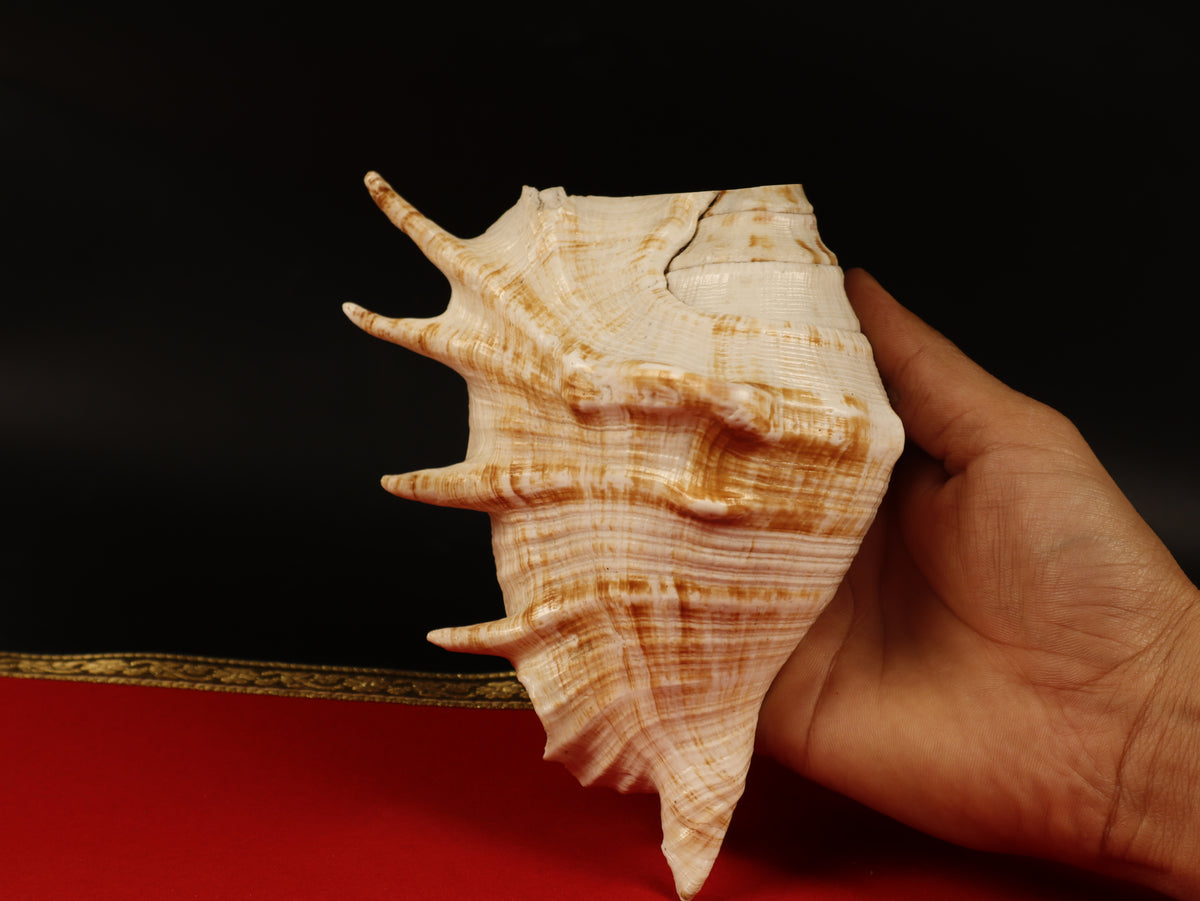 Aura Cleansing Shankha – Sacred Conch Shell For Spiritual Purification, Energy Healing, And Home Decor