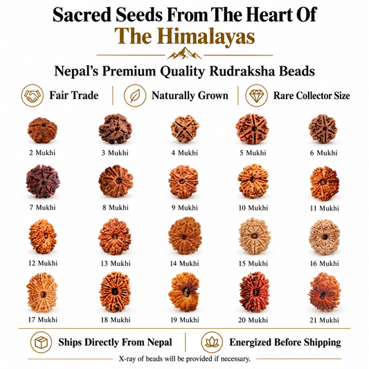 2 to 21 mukhi Nepali Rudraksha