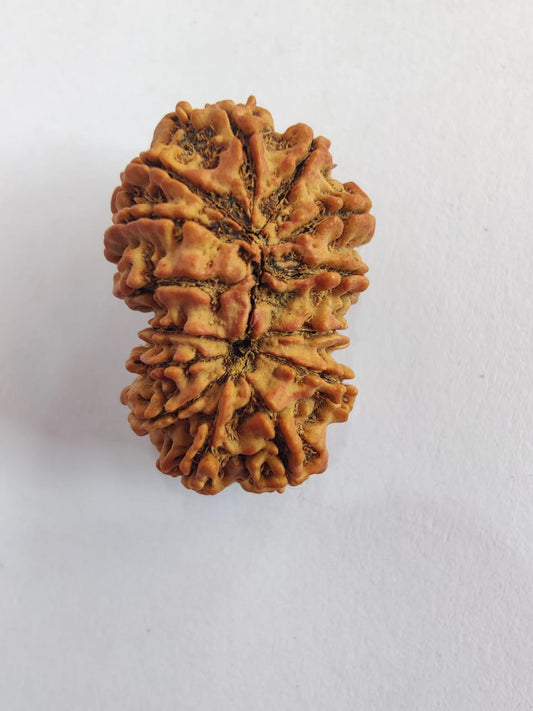 Gauri Shankar Nepalese Rudraksha, Divine Shiva Shakti Rudraksha