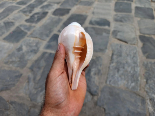 Natural Blowing Sankha Conch Shell For Purity And Divine Sound