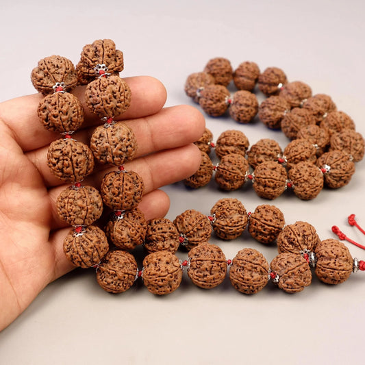 Six Mukhi Rudraksha Mala, Genuine Himalayan Prayer Beads