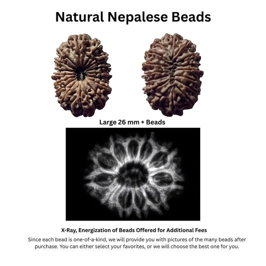 Natural Nepalese Rudraksha beads showing external view and X-ray image for authenticity.