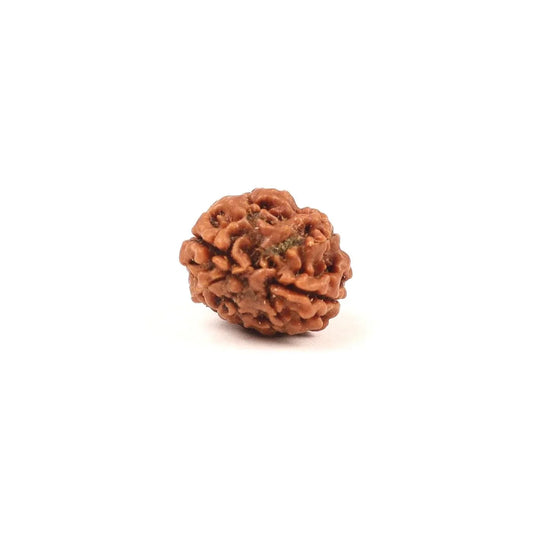 Single authentic brown Rudraksha bead isolated on a white background