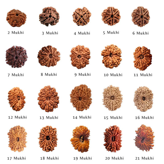 Chart of authentic Rudraksha beads from 2 Mukhi to 21 Mukhi