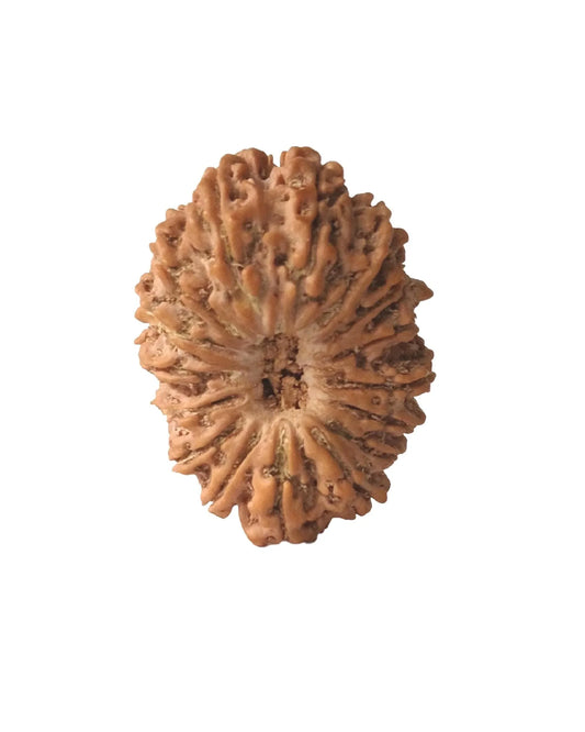 Authentic natural Rudraksha bead with deep grooves and organic texture