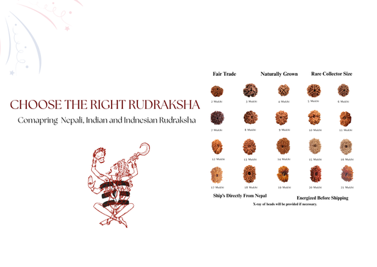 How to Choose Authentic Nepali Rudraksha, Beginners Guide