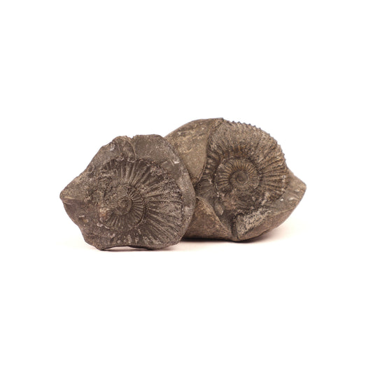 Sacred Shaligram stones from Kali Gandaki River Nepal showing natural spiral patterns and fossil formations sacred to Lord Vishnu