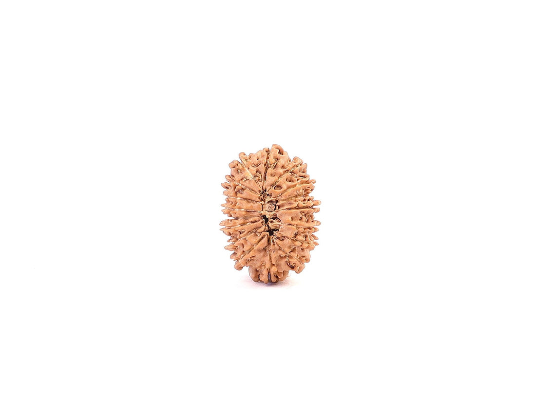How to Choose Authentic Nepali Rudraksha, Beginners Guide