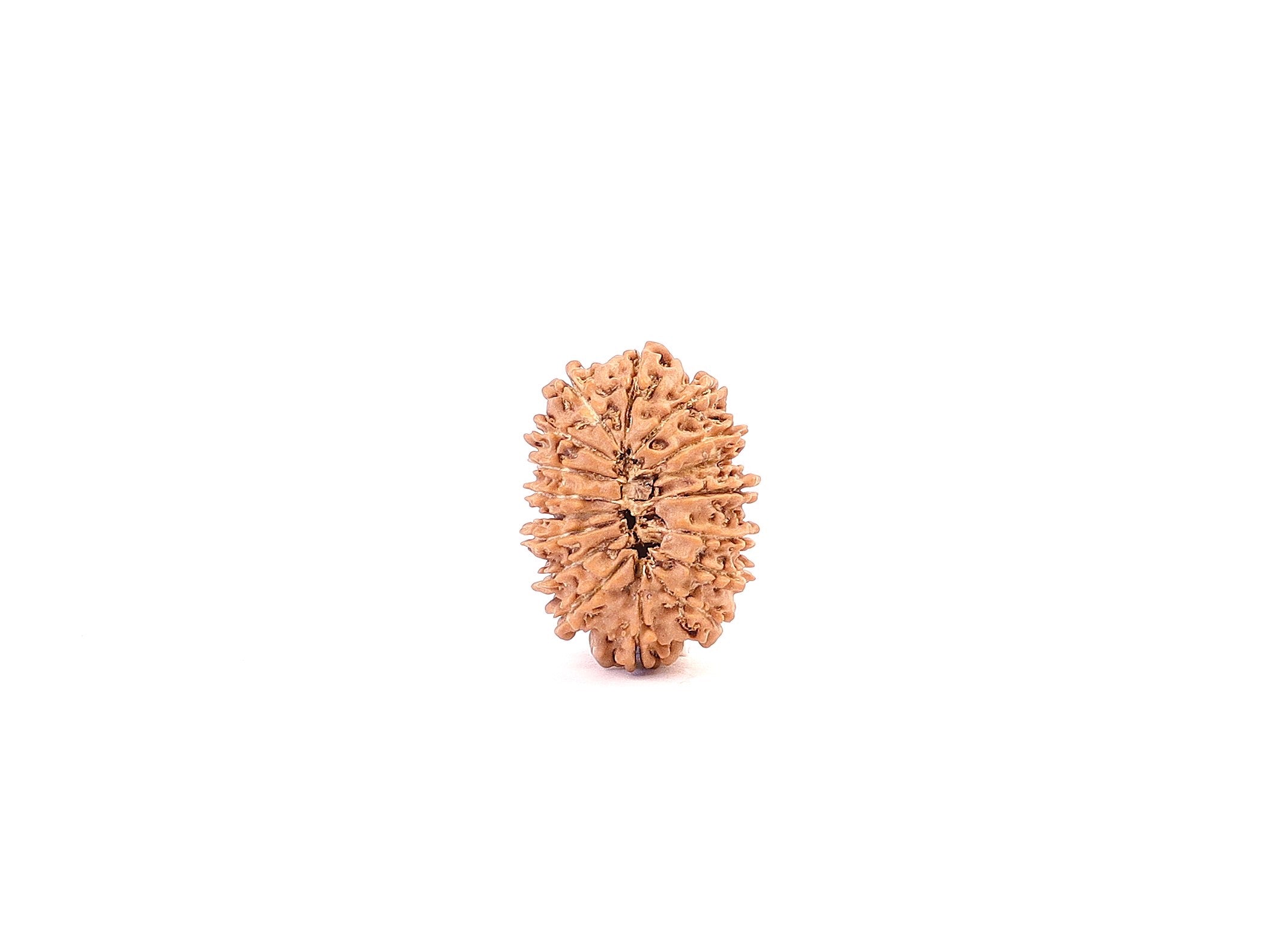 How to Choose Authentic Nepali Rudraksha, Beginners Guide