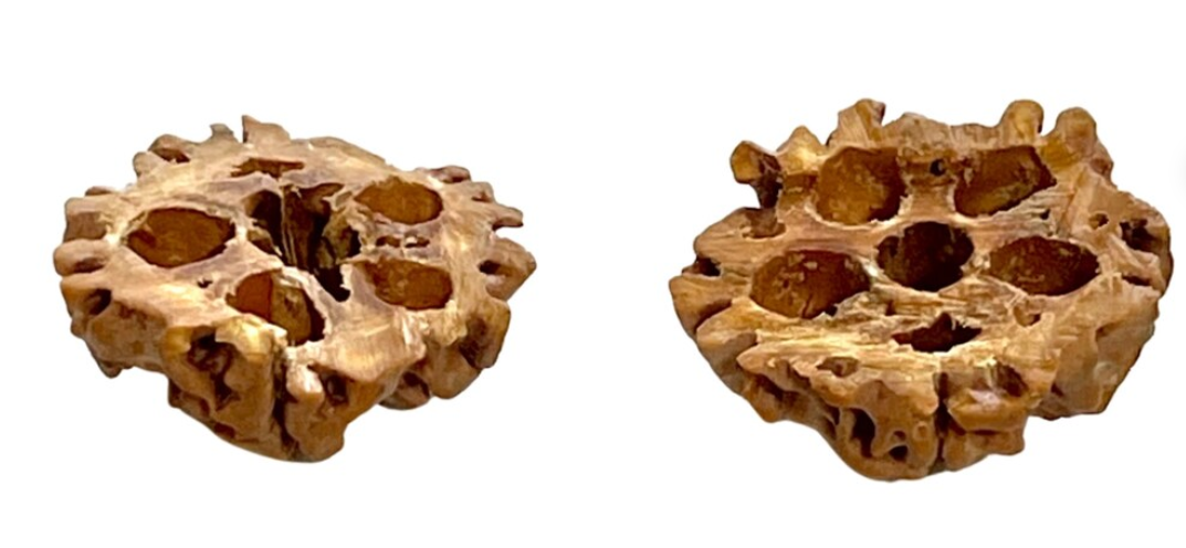 Common Rudraksha Myths, Honest Guidance By Om Kleem Kali