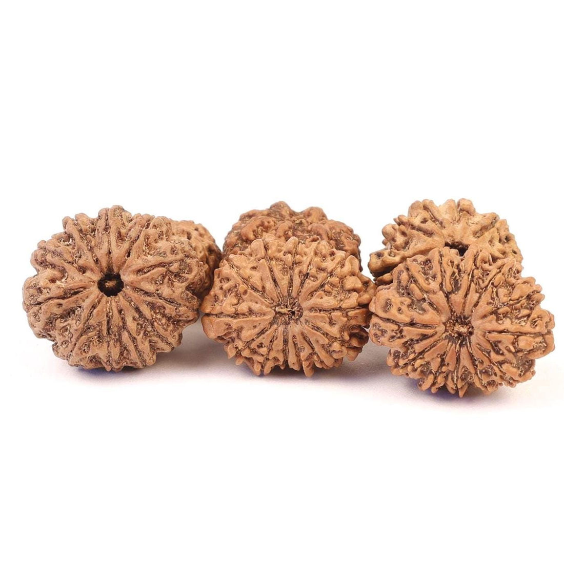  Authentic Rudraksha beads from Nepal showing natural mukhi facets and sacred properties