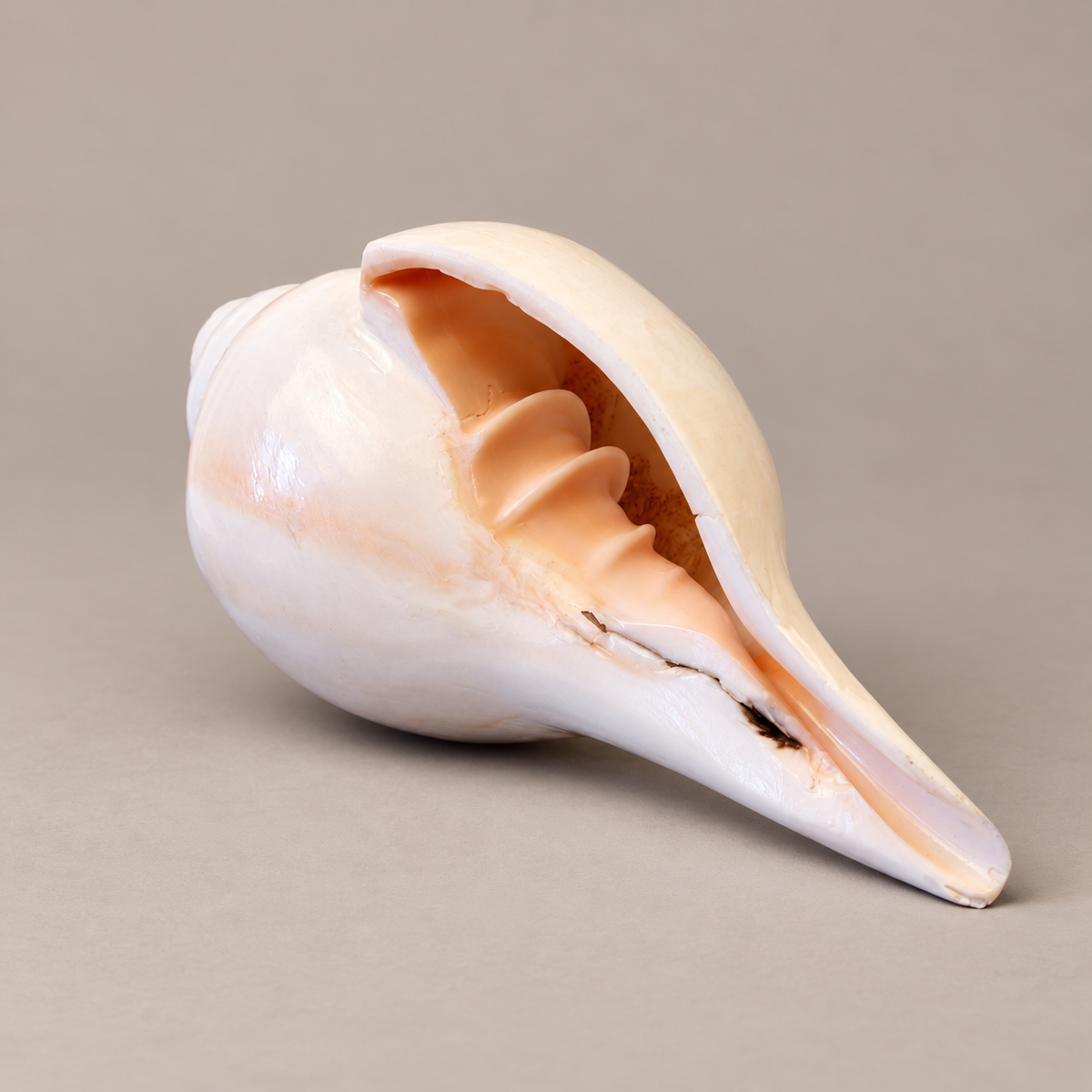Sankha, The Conch Shell