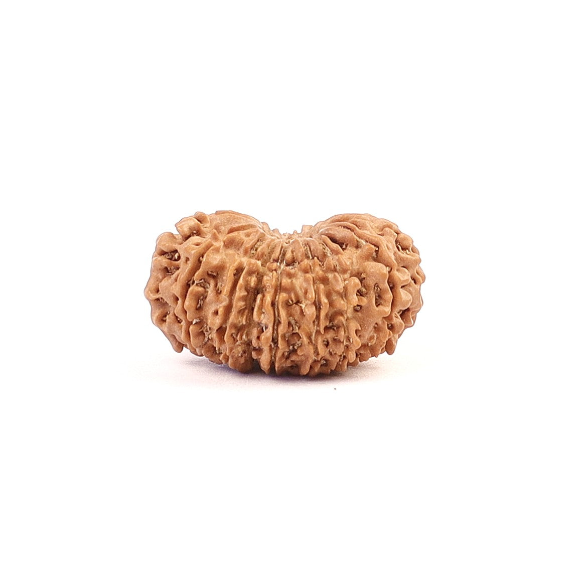 Rudraksha Beads