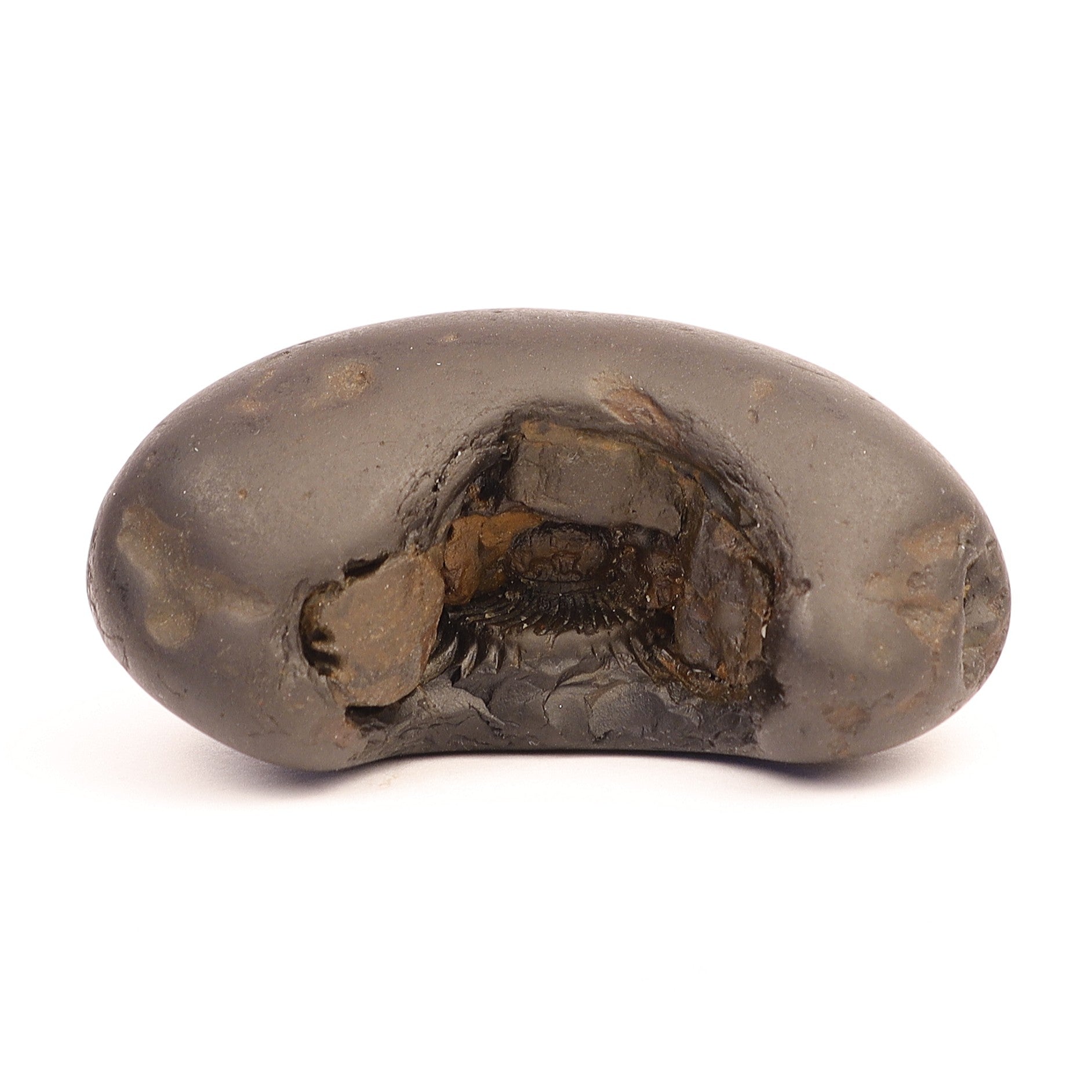 Shaligram Fossil