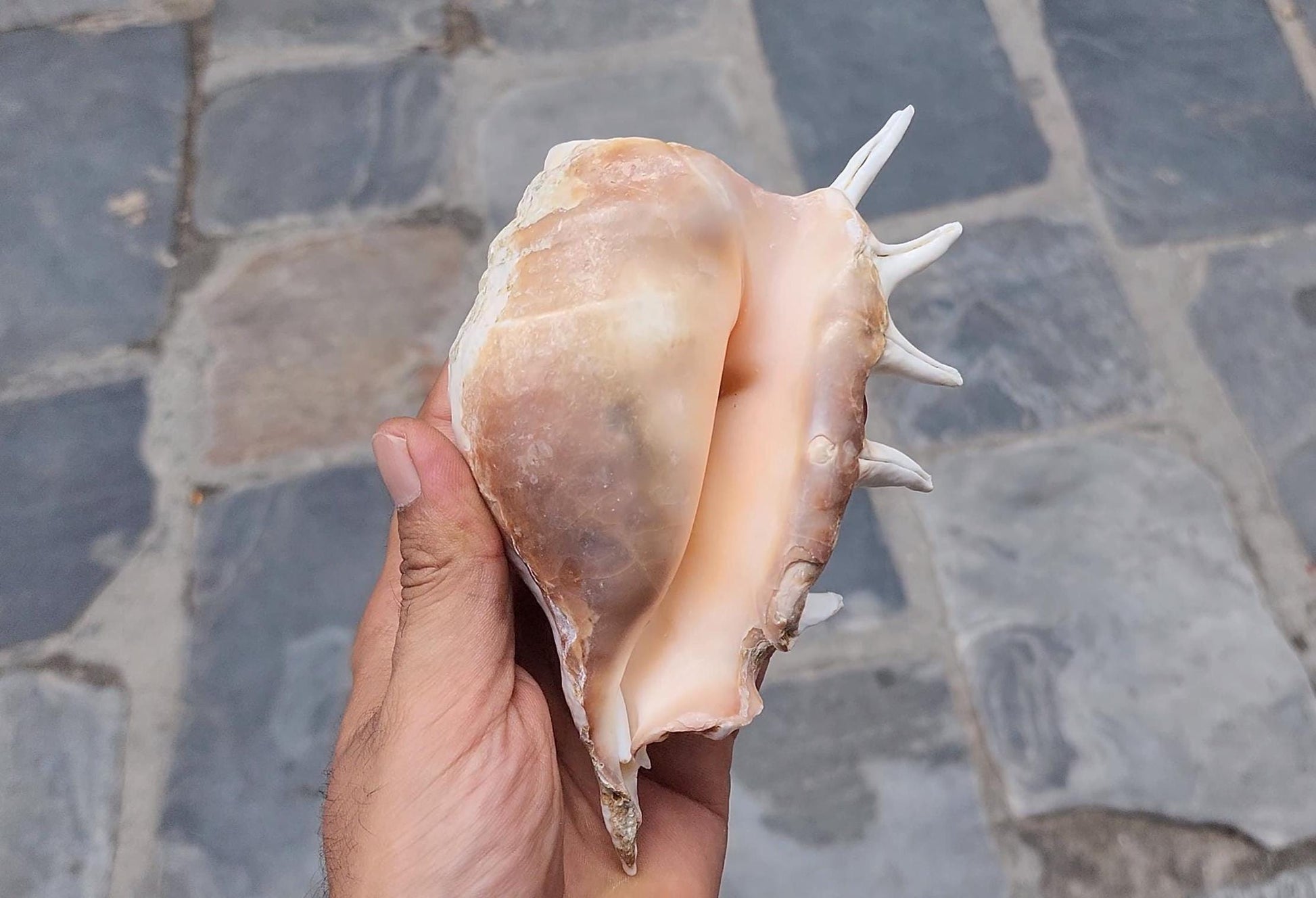 Angel Aura Healing Shankha Natural Conch Shell For Spiritual And Mental Healing