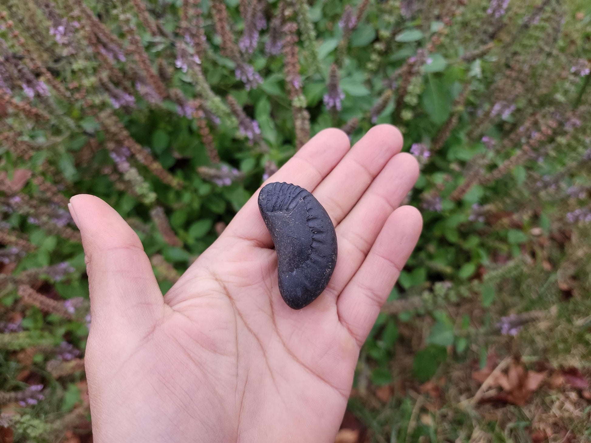 Half Moon Sacred Shaligram Stone