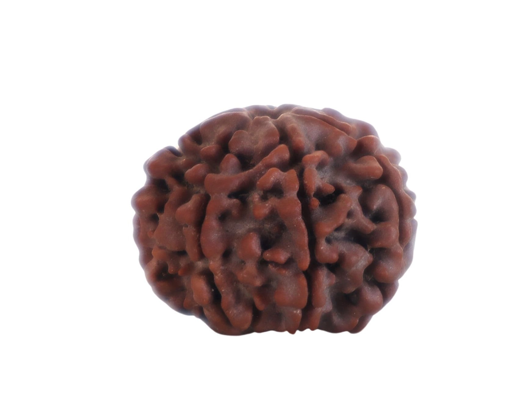 7-Faced Rudraksha (Saat Mukhi)