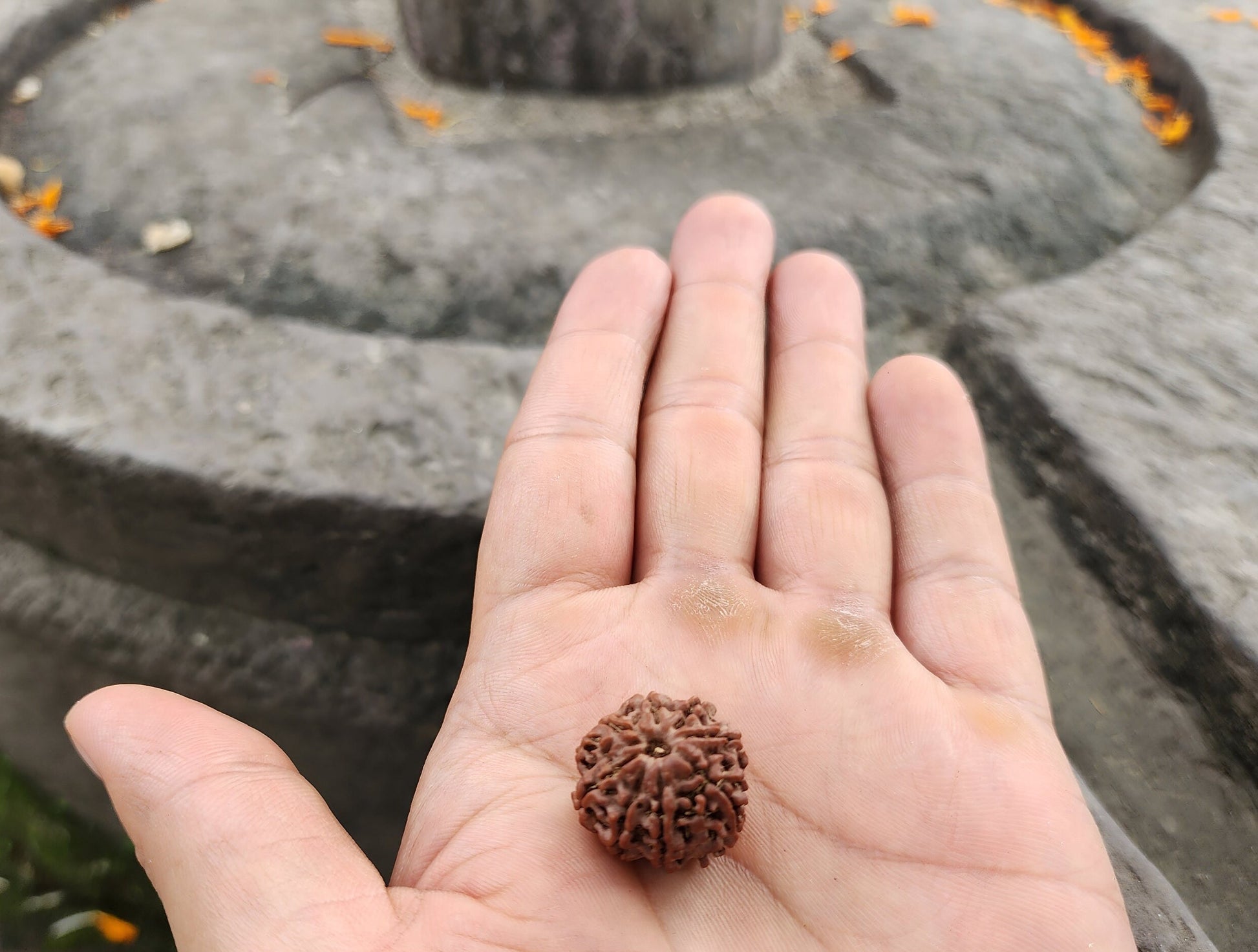 Original 8 Mukhi Rudraksha Beads, Collector Premium Quality