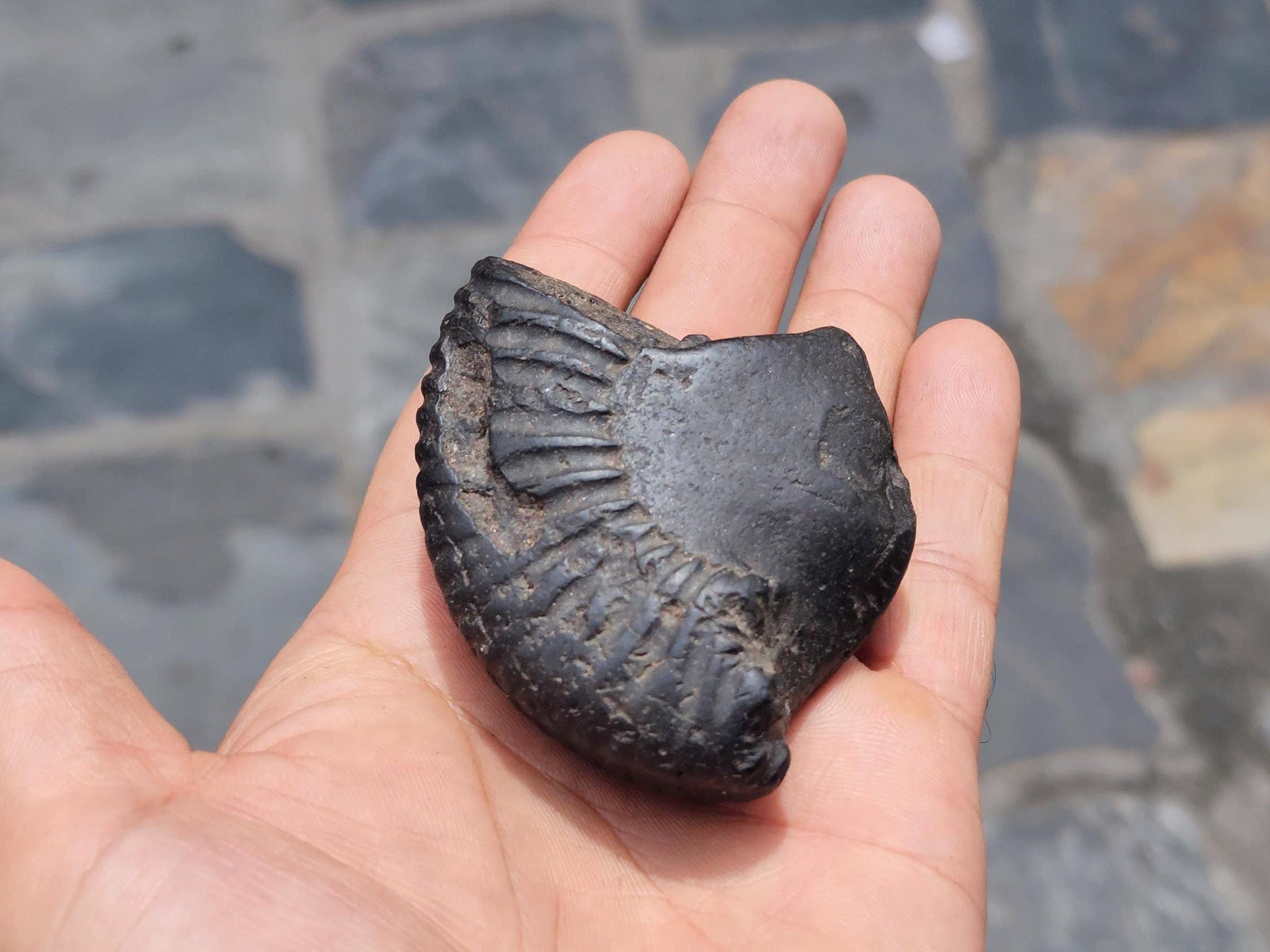 Double Chakra Shaligram