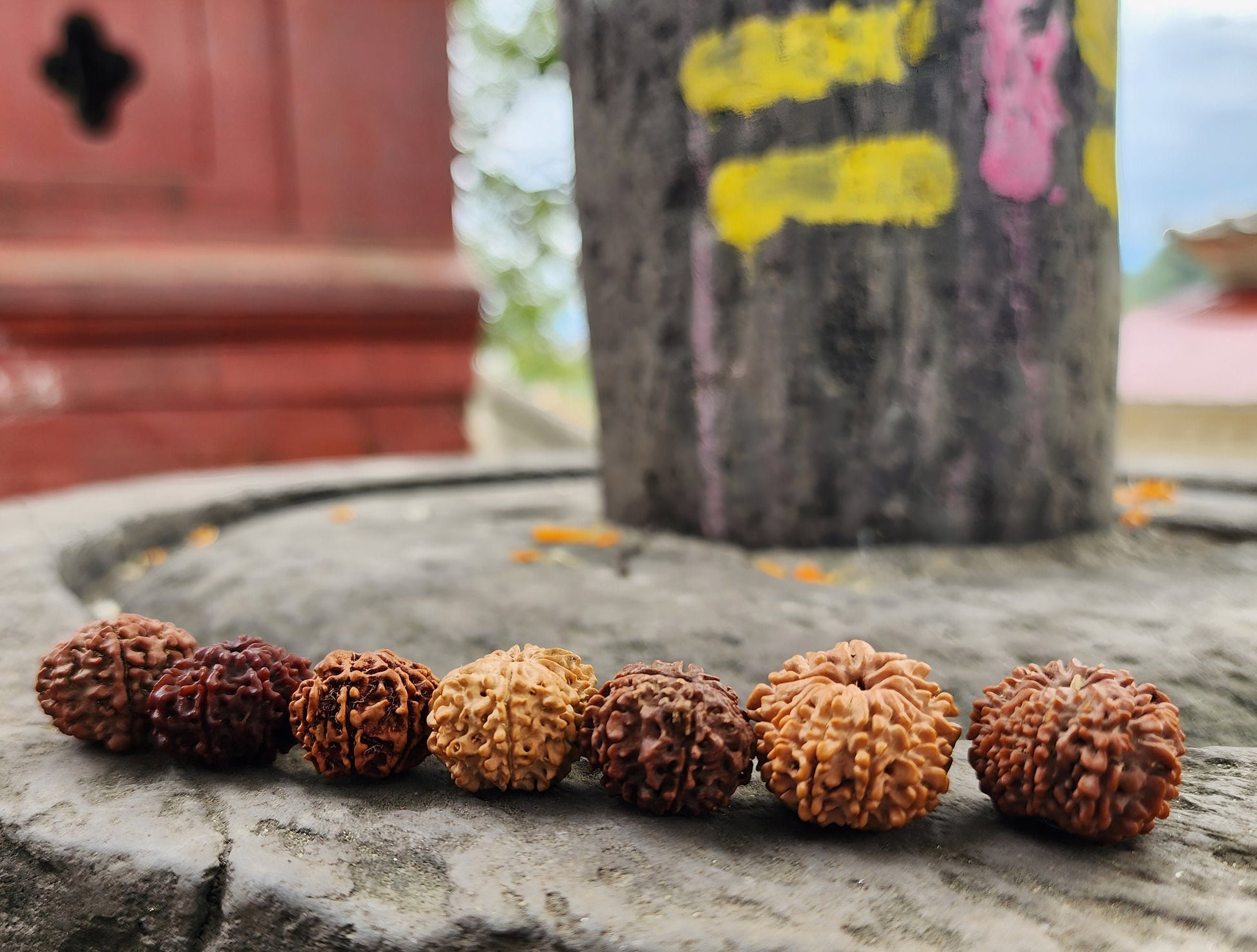Rare Natural Nepalese Rudrakhsha Seeds, Original 8-14 Faces Rudraksha Set