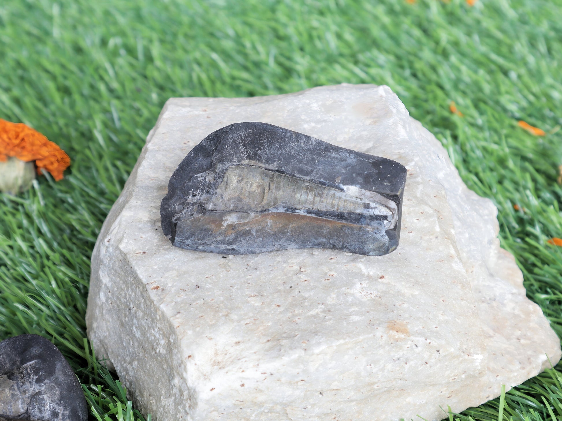 Shiva Linga Shaligram From Muktinath Nepal