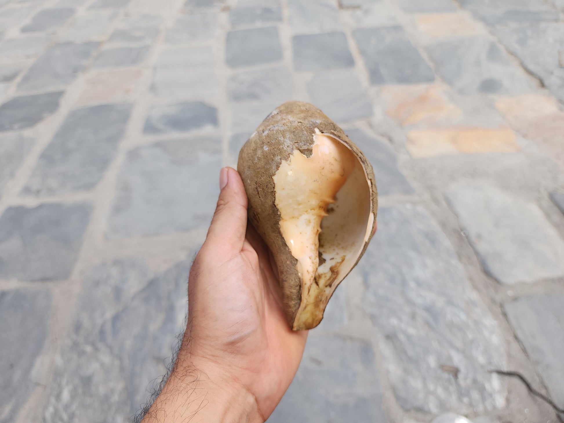 Premium Quality Raw Unaltered Sankha Conch Shell
