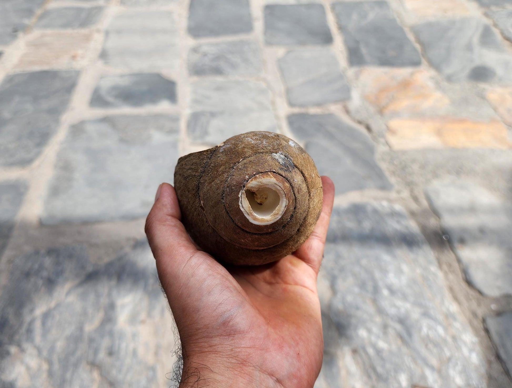 Premium Quality Raw Unaltered Sankha Conch Shell