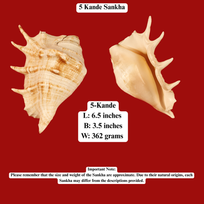Aura Cleansing Shankha – Sacred Conch Shell For Spiritual Purification, Energy Healing, And Home Decor