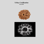 10 Mukhi Rudraksha Bead: Nepal, Lord Vishnu, Navagraha Protection
