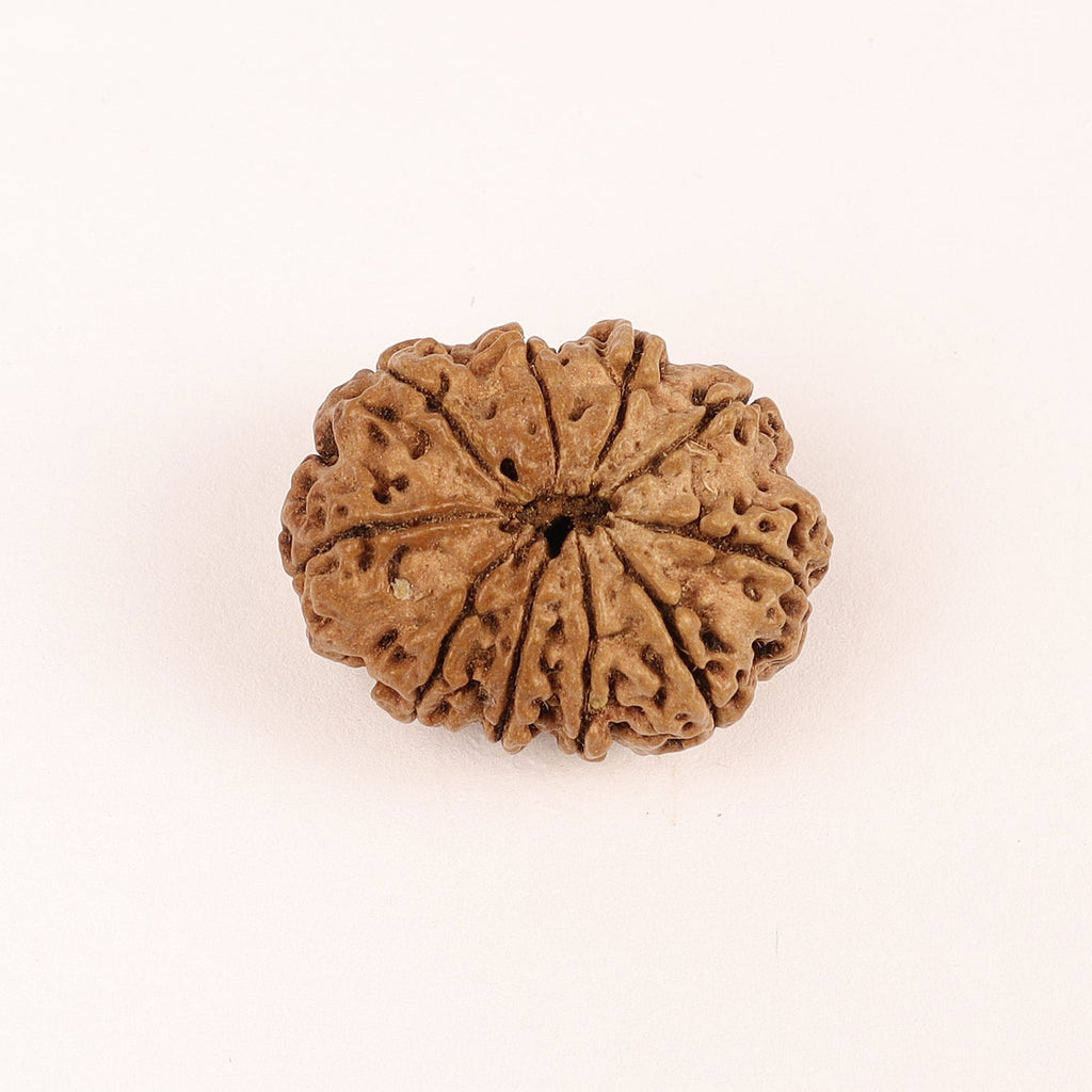 Original Nepali 10 Muhki Rudraksha Beads