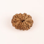 Original Nepali 10 Muhki Rudraksha Beads