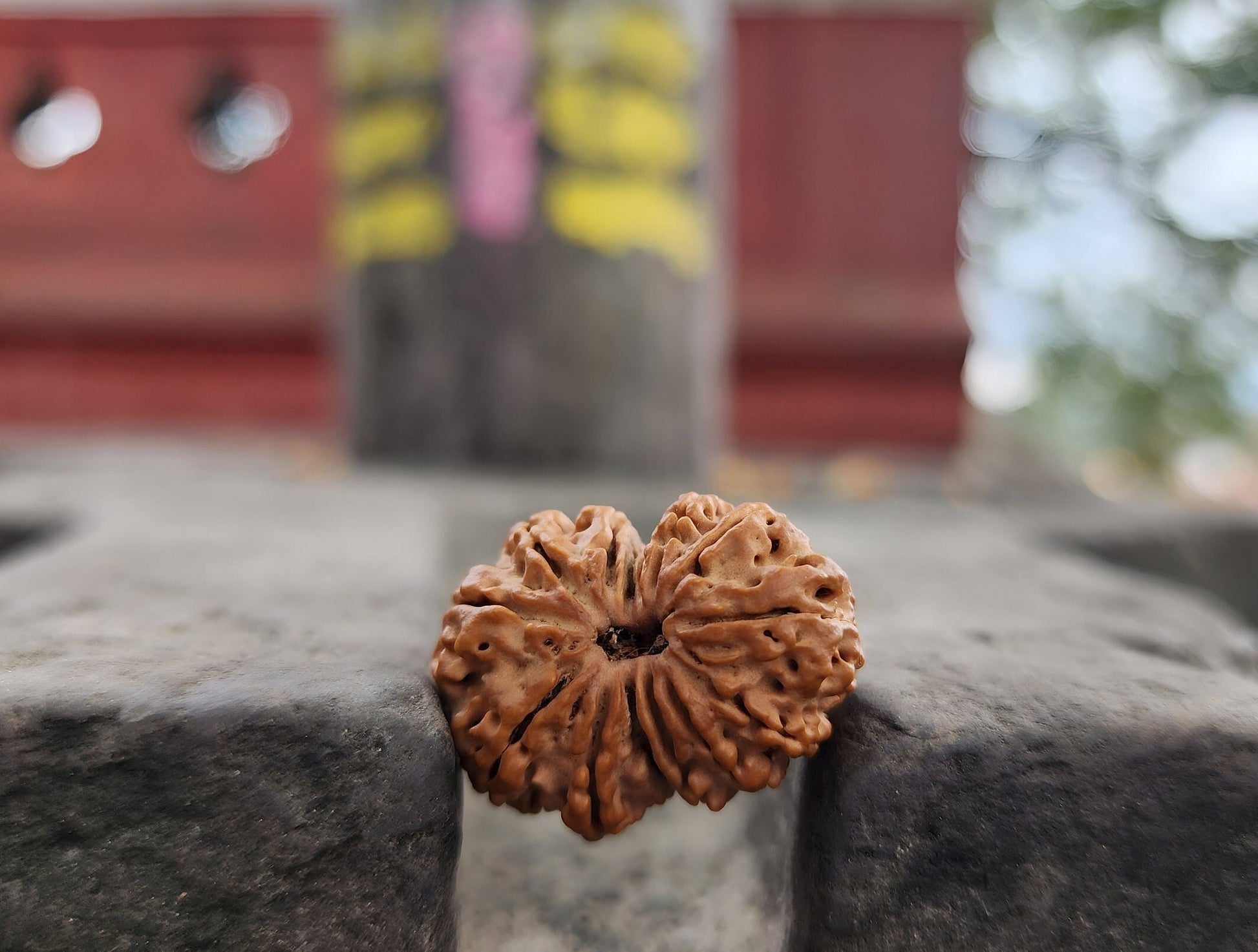 Original 14 Mukhi Rudraksha Bead, Collector Premium Quality, Sacred Saturn And Hanuman Blessing