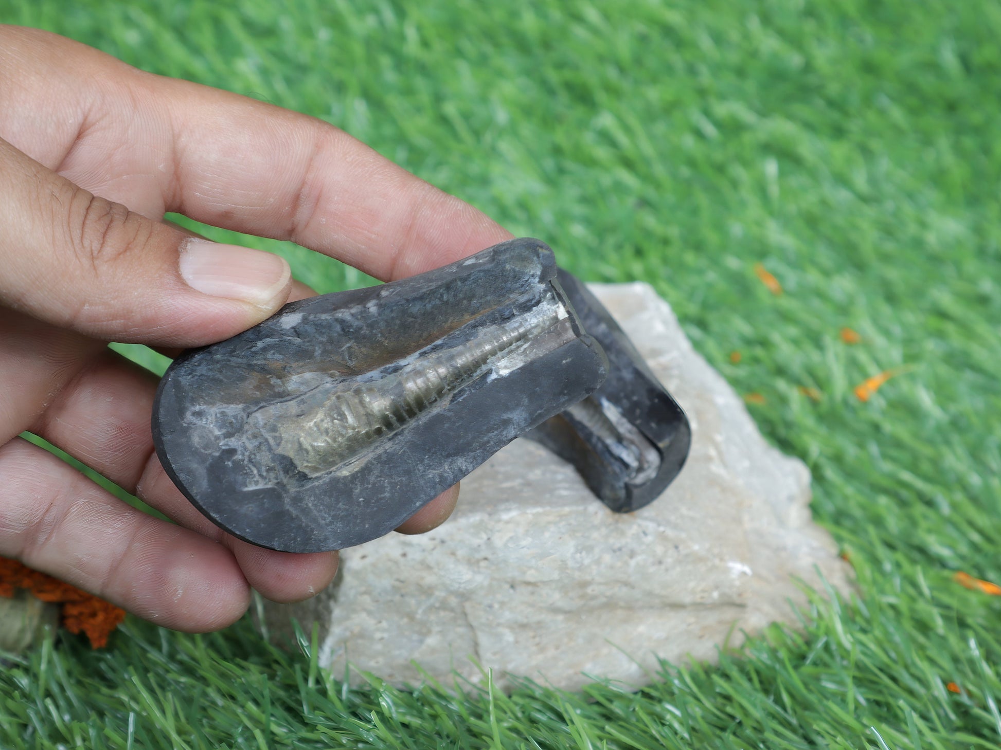 Shiva Linga Shaligram From Muktinath Nepal