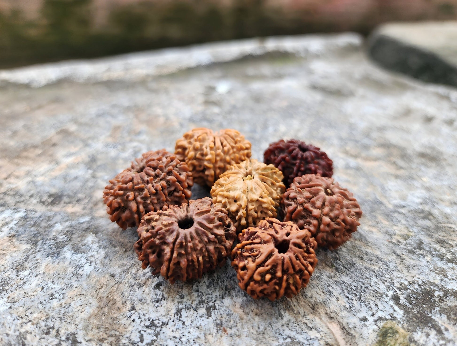 Rare Natural Nepalese Rudrakhsha Seeds, Original 8-14 Faces Rudraksha Set
