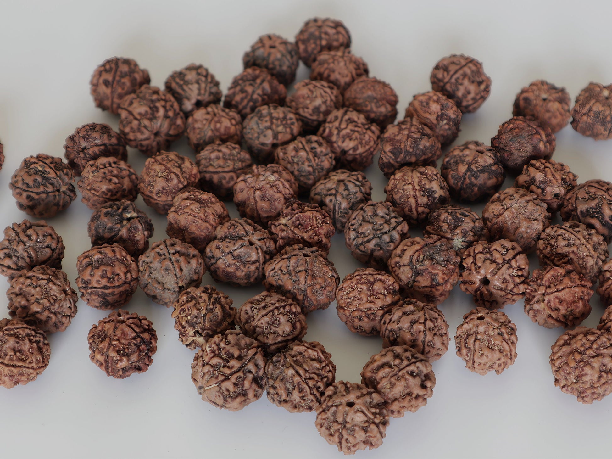 Bulk Natural Rudraksha beads | 100% Real Nepali Seed, 5 face, 16 to 20mm