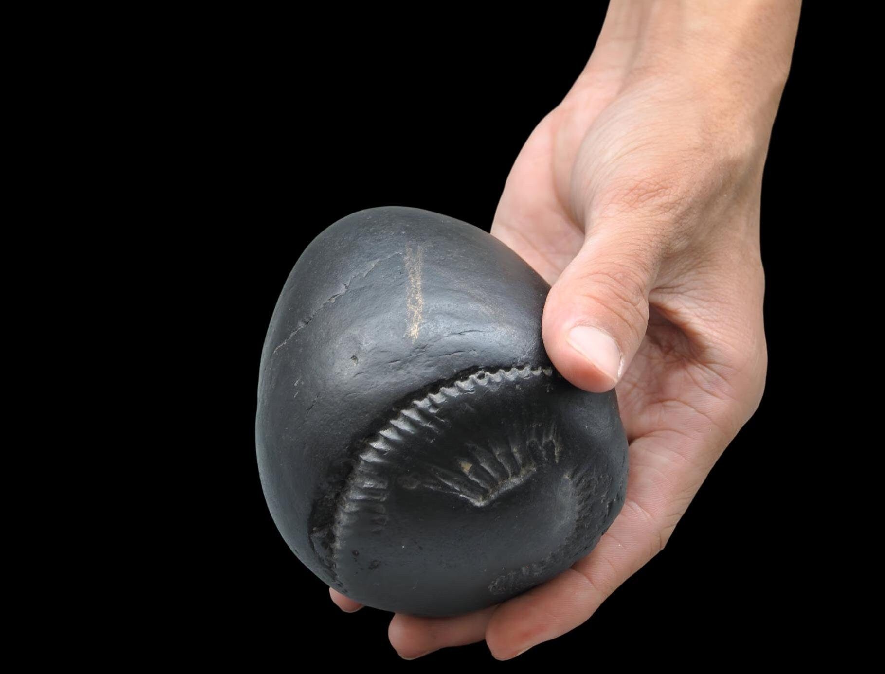 Large Cosmic Chakra Shaligram - Unidentified Shaligram Stone Beleived To Have Sacred Energy For Its Keeper, Natural High Quality Shaligrama
