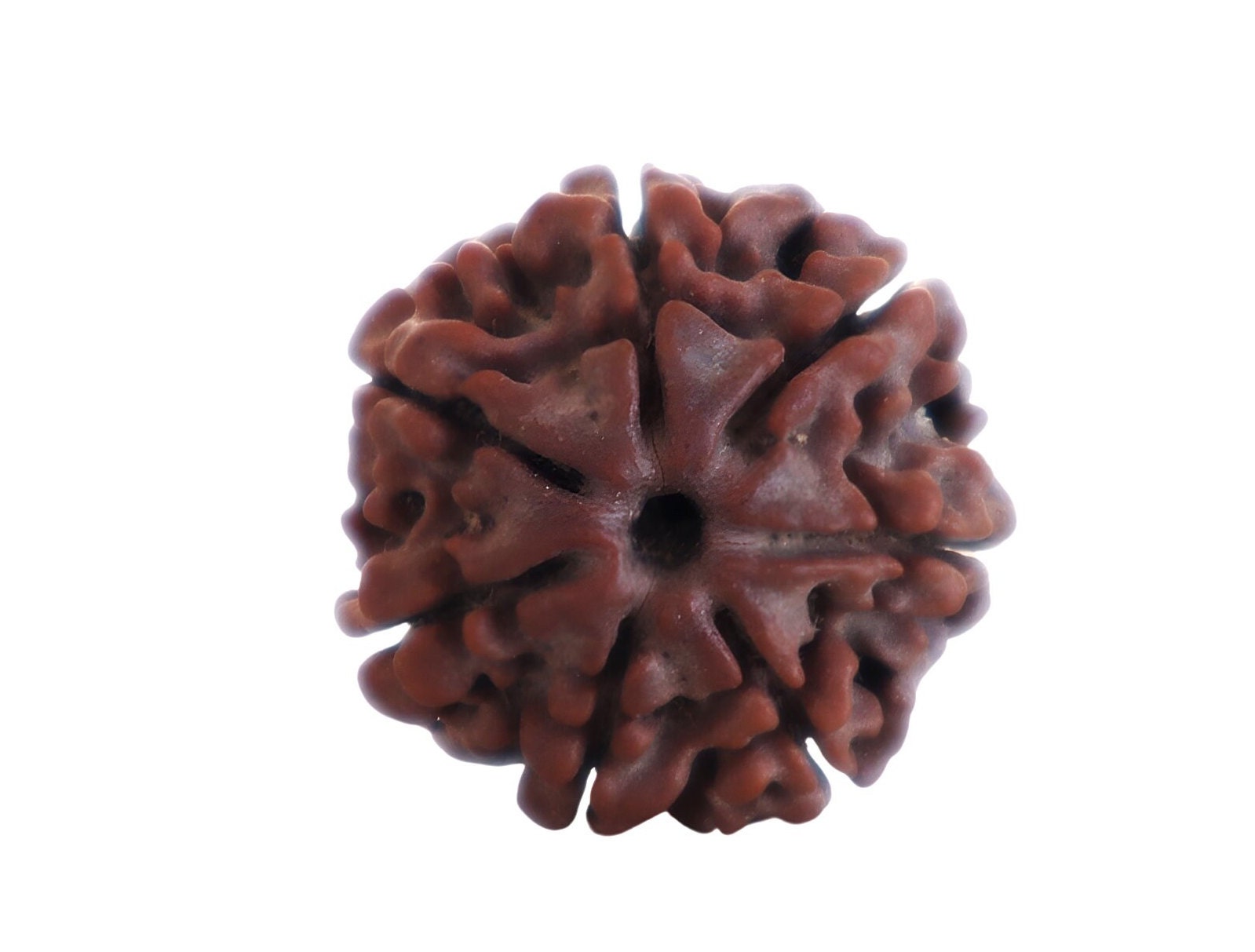 7-Faced Rudraksha (Saat Mukhi)