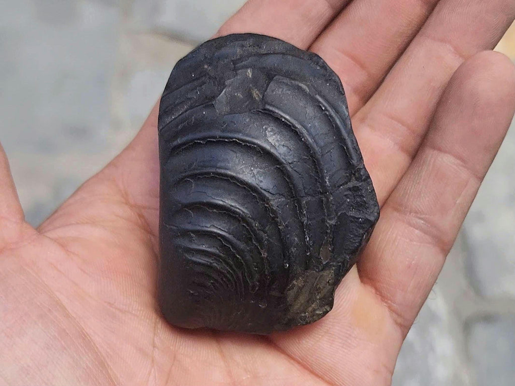 7 Chakras Healing Shaligram