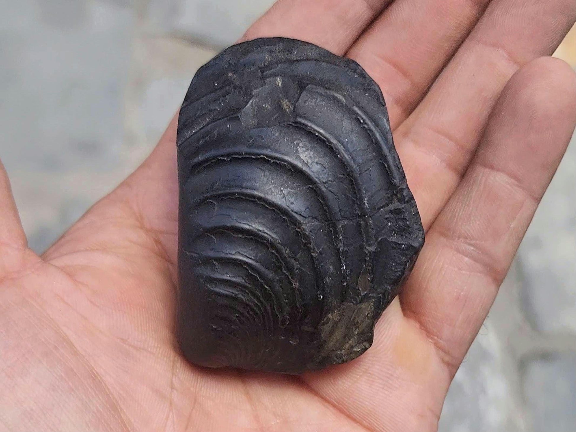 7 Chakras Healing Shaligram