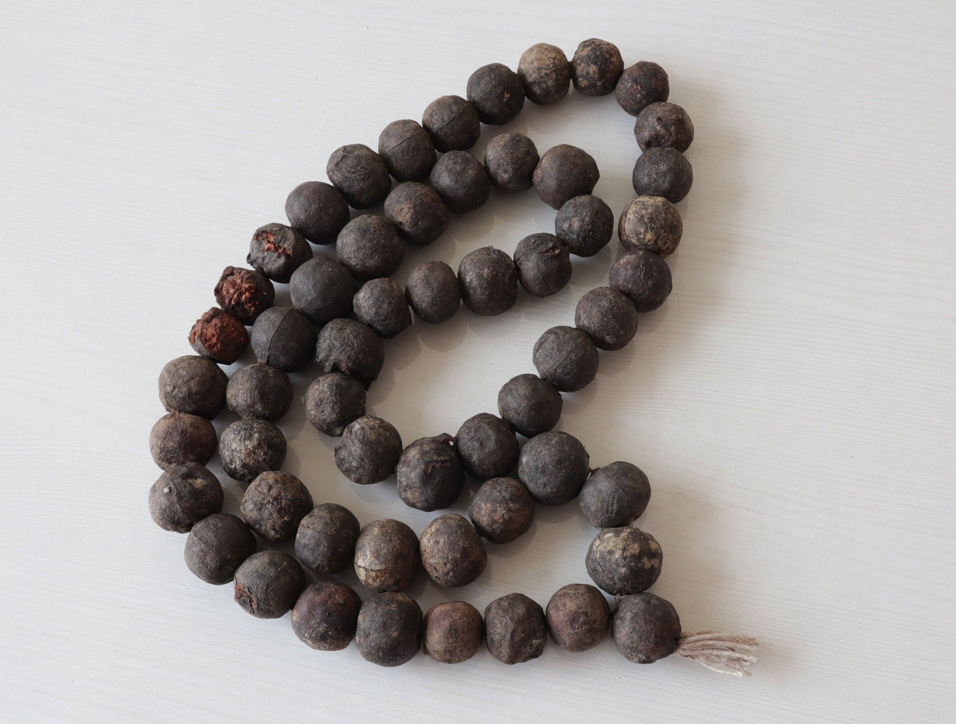 Natural Rudraksha Seed With Shell