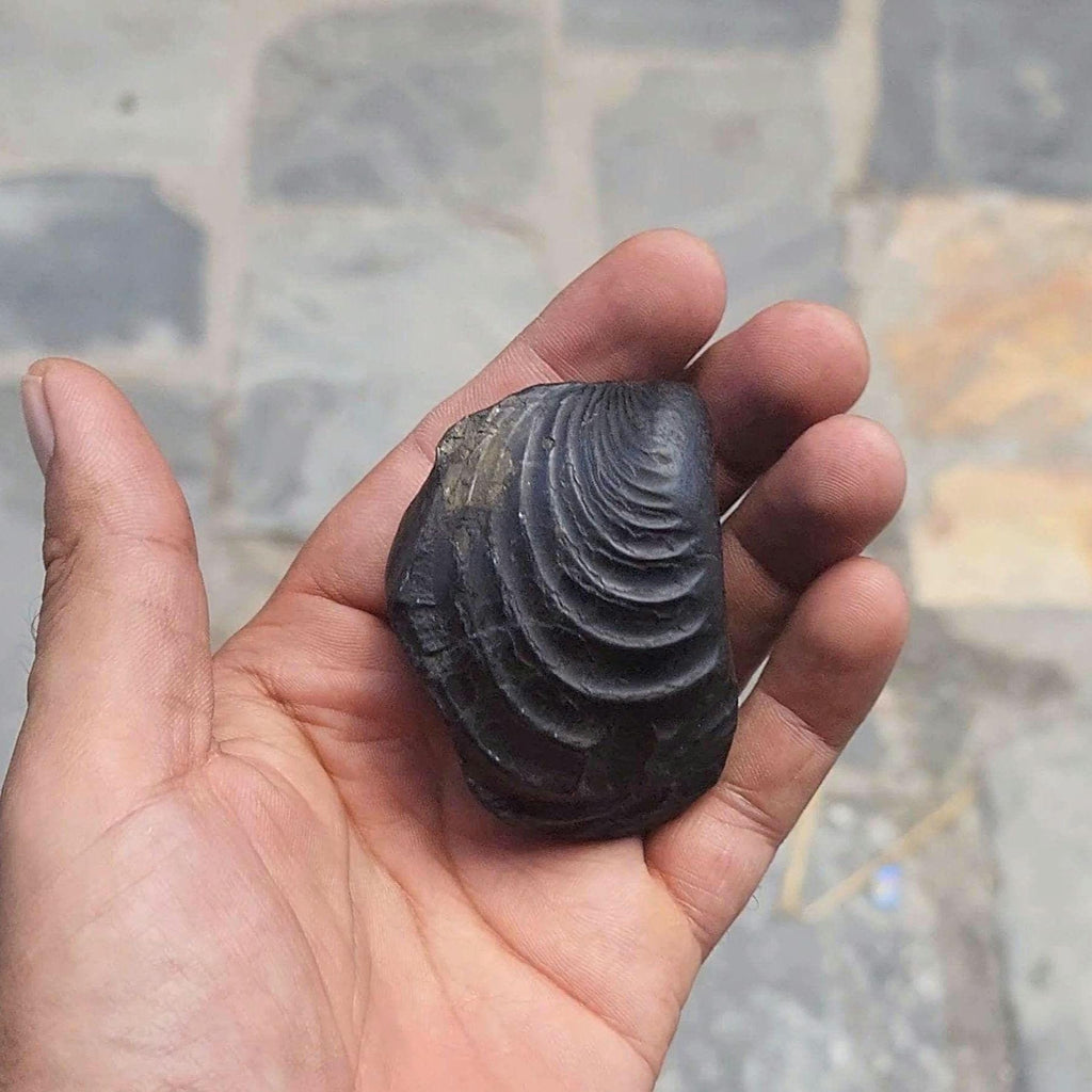 7 Chakras Healing Shaligram