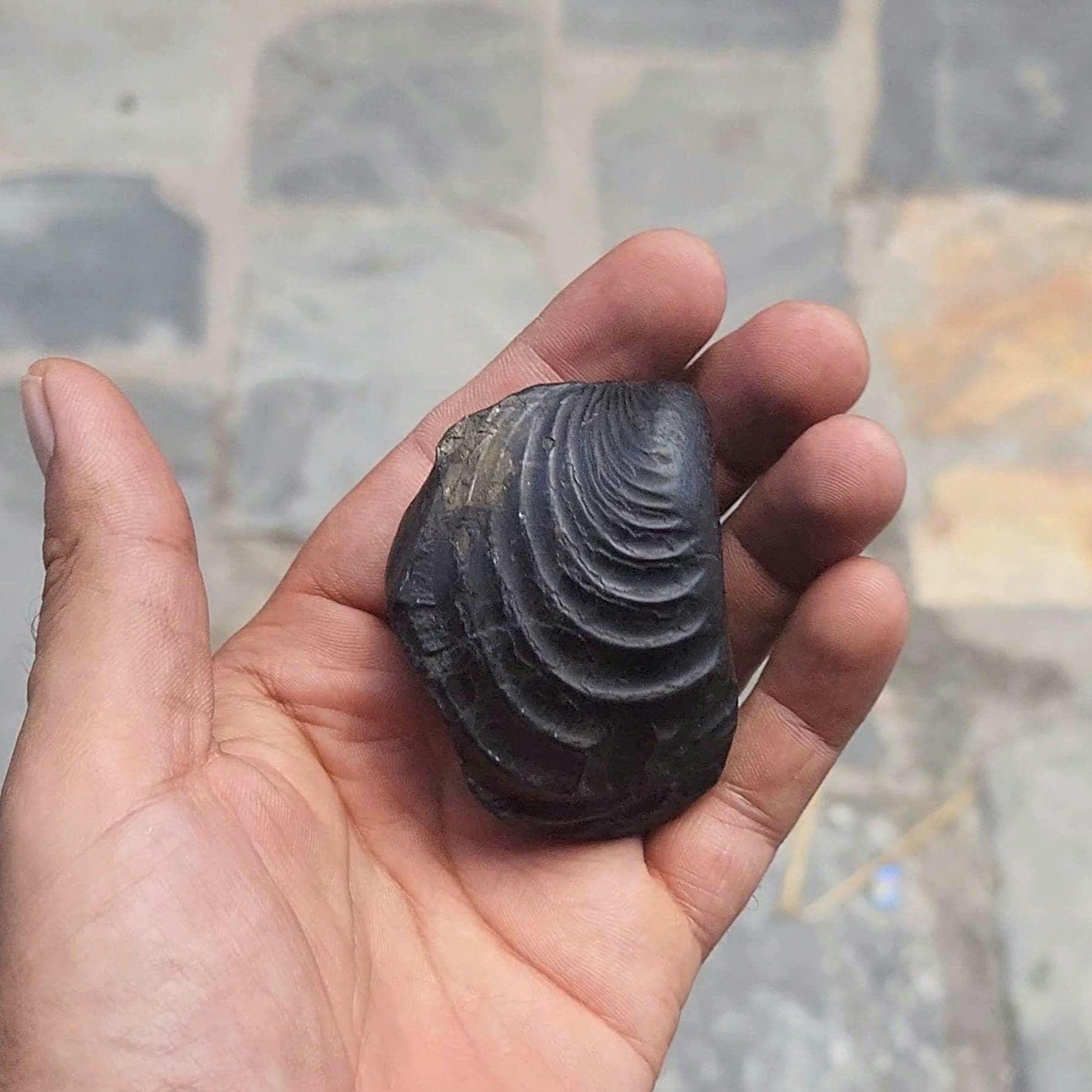 7 Chakras Healing Shaligram