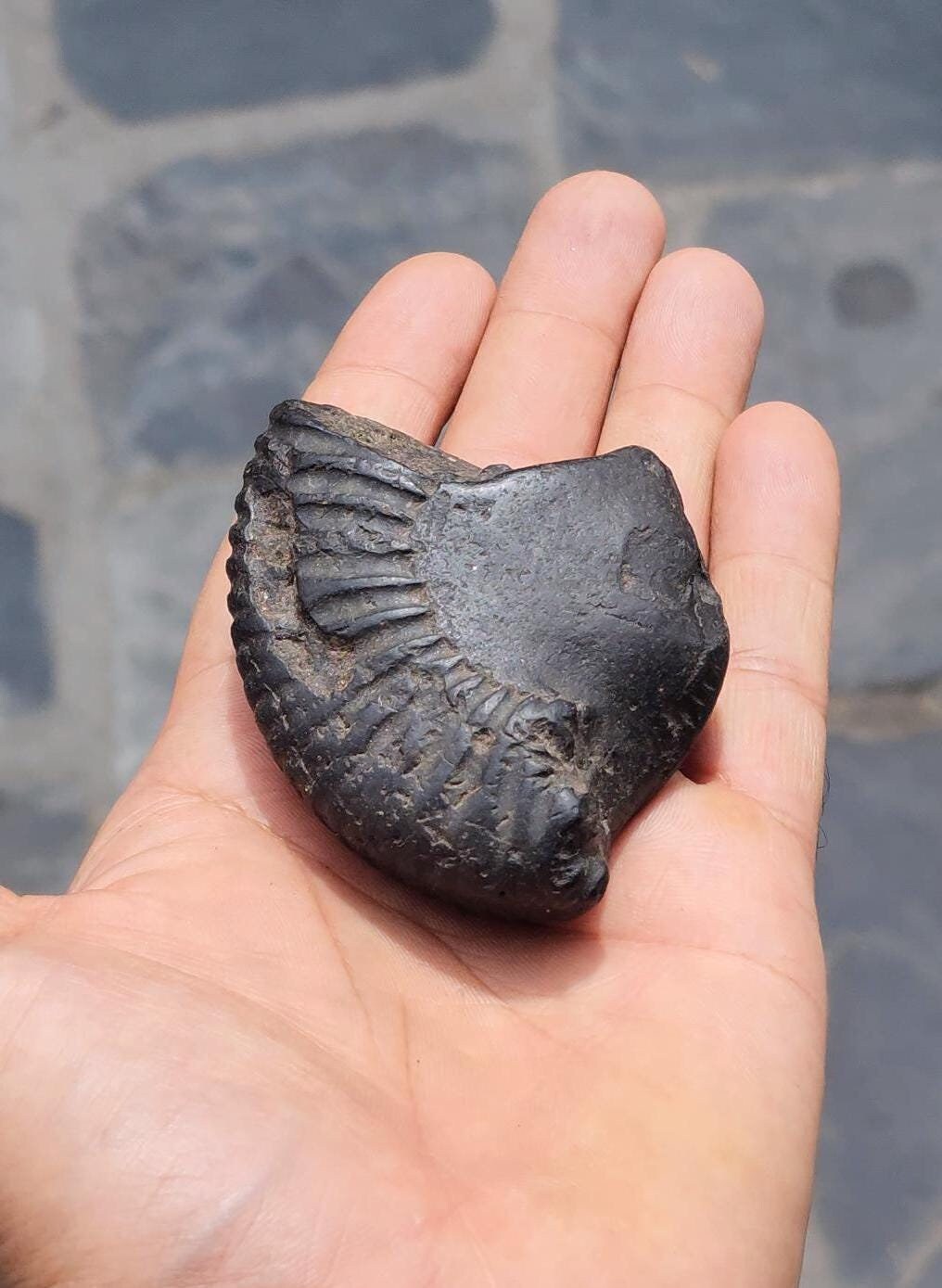 Double Chakra Shaligram