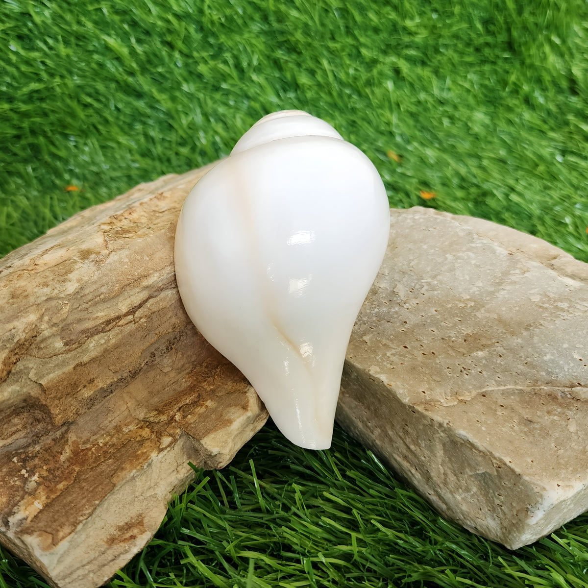Small Conch Shell For Ritual Offering
