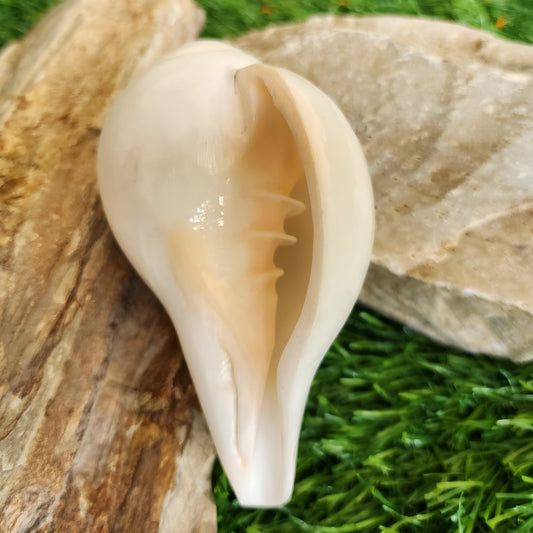 Small Conch Shell For Ritual Offering
