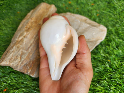 Small Conch Shell For Ritual Offering
