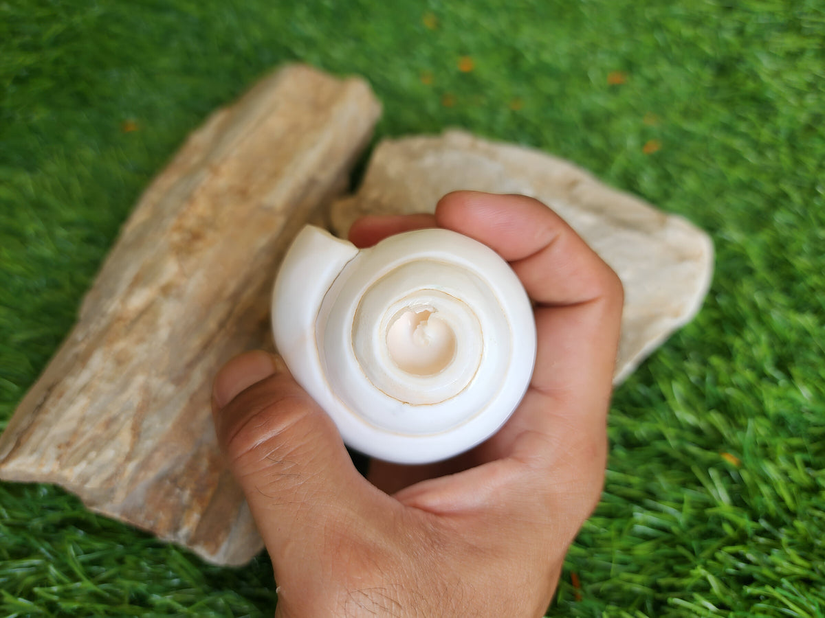 Small Conch Shell For Ritual Offering
