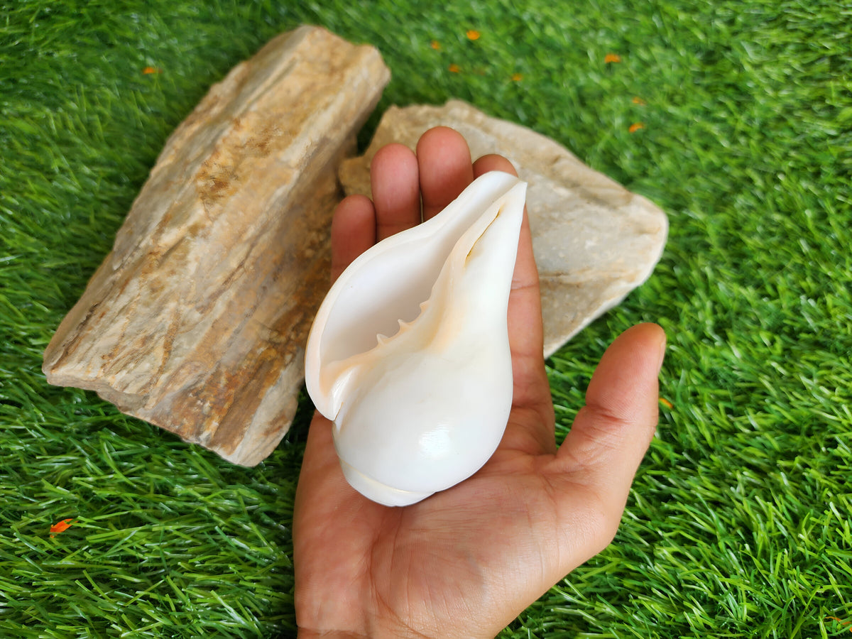 Small Conch Shell For Ritual Offering
