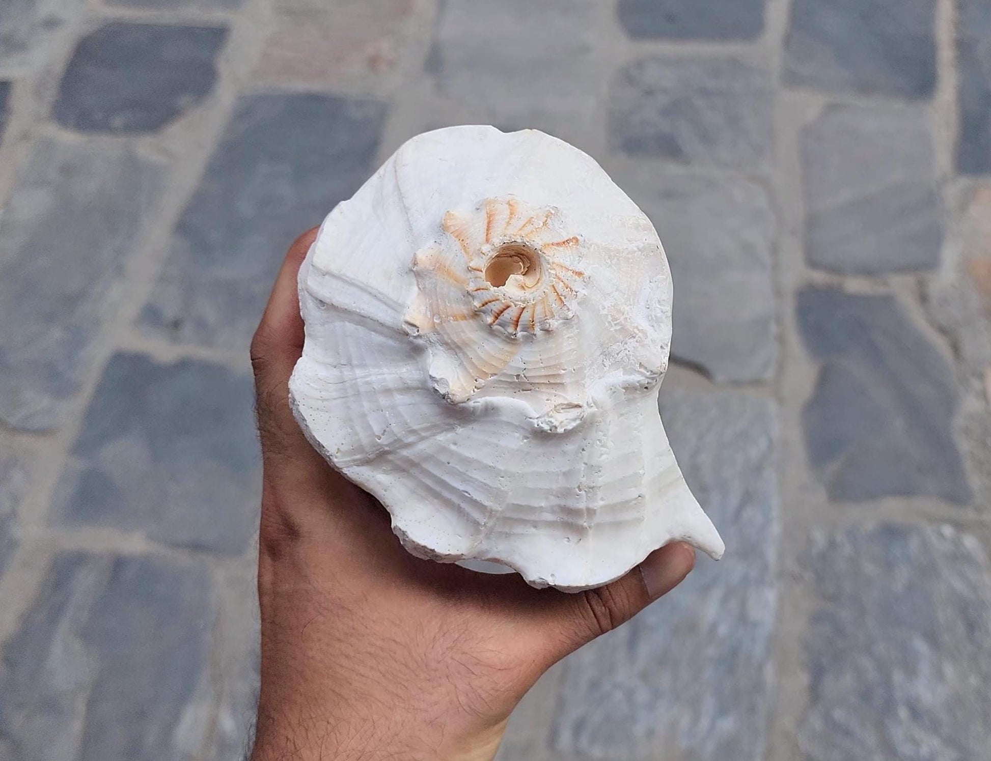 Right-Hand Sankha, Premium Quality Large Right-Hand Blowing Sankha For Purity And Sound Healing, Natural Blowing Conch Shell